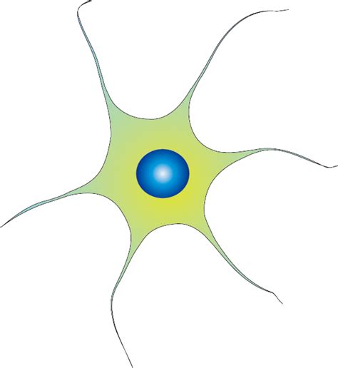 Neuron, Dendrite, Synapse, Neurotransmitter, Brain PNG