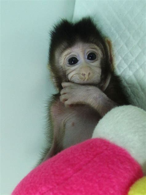 Cloned Monkeys: Scientists push boundaries of genetic engineering