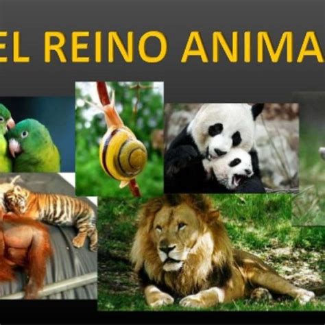 Reino Animalia