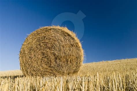 Straw bales 이미지 (126965409) - 게티이미지뱅크