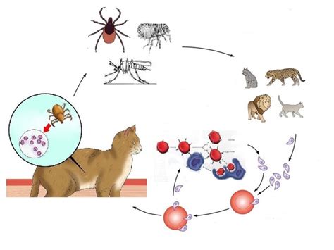 Bloodborne disease in cats HEMOBARTONELL Z Hemobartonellosis is an infectious disease carried by ...