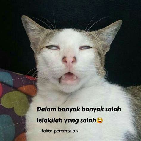 60 Gambar Meme Kucing Kocak