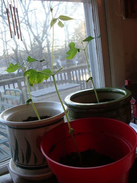 HelpingMoms@Home: Growing Lima Bean Plants from Seeds