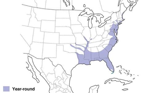 4 Types of Corvids Found in Virginia (Crows, jays) - Bird Watching HQ