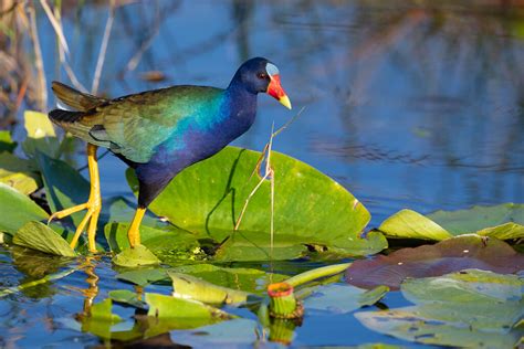 Florida Photo Tours and Workshops — Slonina Nature Photography