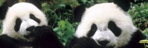 Volunteer in Panda Conservation Project in China | New Hope Volunteers