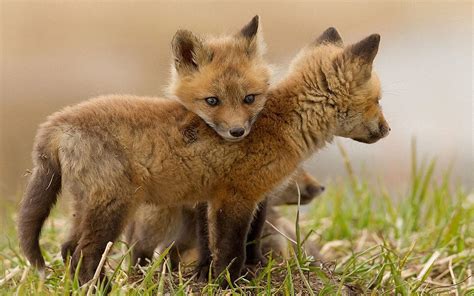 Cute Baby Foxes Wallpapers - Wallpaper Cave