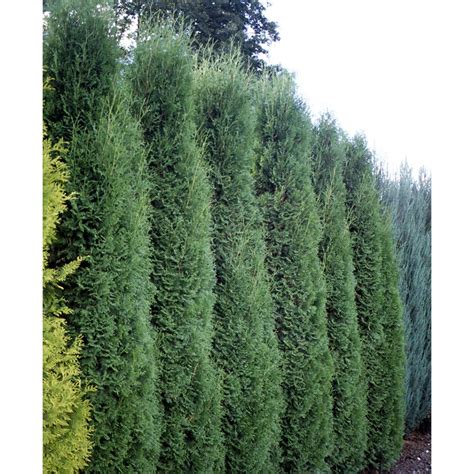 Holmstrup Thuja | Spring Meadow - wholesale liners - Spring Meadow Nursery