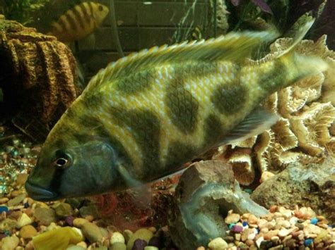 The giraffe fish is getting big | Cichlids, Fish, Fish pet