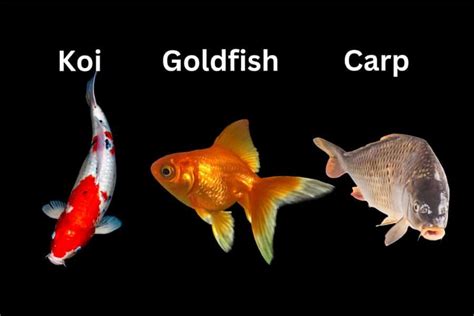 Goldfish vs. Koi vs. Carp: How Are They Different?