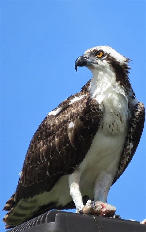 About Wild Animals: Picture of an osprey | Animals wild, Birds of prey ...