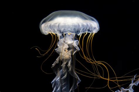 What is a Sea Jelly? | Jellies | Aquarium of the Pacific