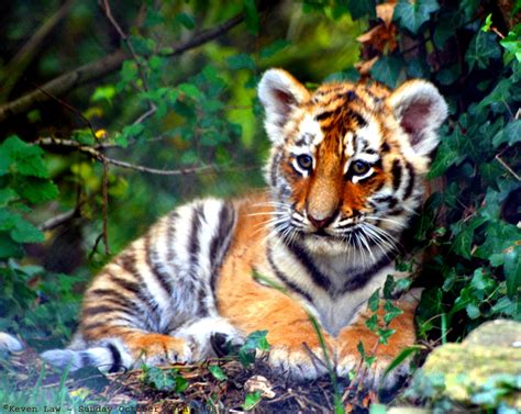 File:Tiger Cub.jpg