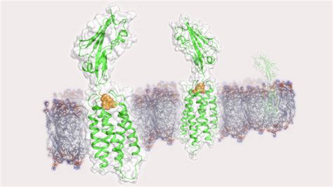 CD47 Protein Overview: Sequence, Structure, Function And, 42% OFF