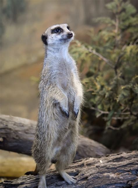 Meet the 4 eligible bachelors vying for the heart of Winnipeg zoo's lone female meerkat | CBC News