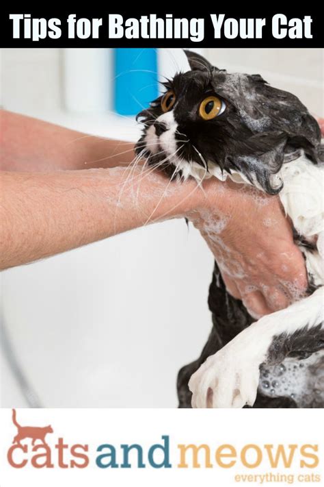 Cat Care: Tips for Bathing Your Cat