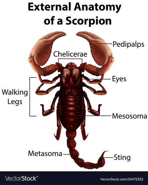 Scorpion Diagram