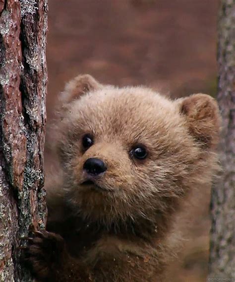 Baby Bear Pictures, Photos, and Images for Facebook, Tumblr, Pinterest, and Twitter