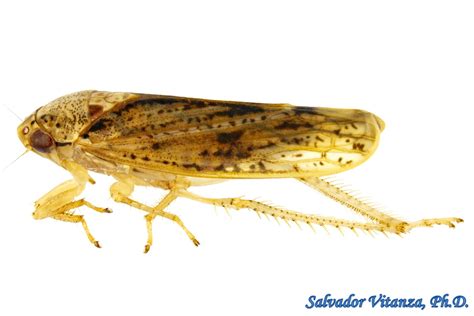 Hemiptera-Auchenorrhyncha-Cicadellidae-Ponana-Leafhoppers (C) - Urban ...