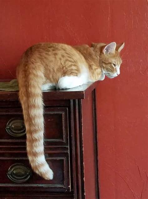 10 Amazing Cats With The Longest Tails – Viral Cats Blog