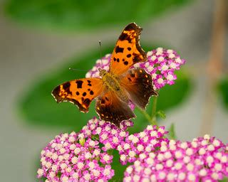 Eastern Comma Butterfly | Seen today in our rooftop garden i… | Flickr