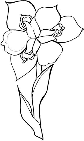 Iris Flower coloring page | Free Printable Coloring Pages