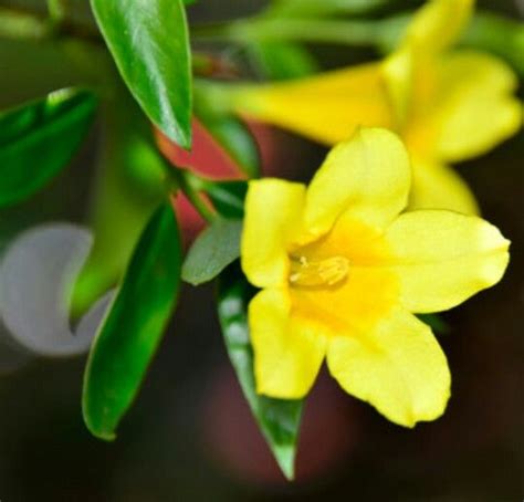 SC state flower. ...Yellow Jasmine | South carolina state flower ...