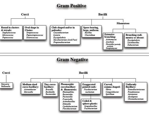 gram negative gram positive bacteria list - Google Search | Microbiology, Microbiology study ...