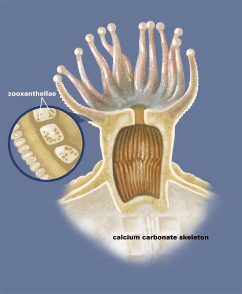 coral polyp diagram - Geo for CXC