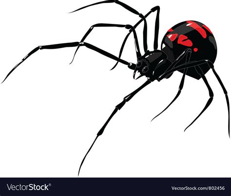 Spider Royalty Free Vector Image - VectorStock