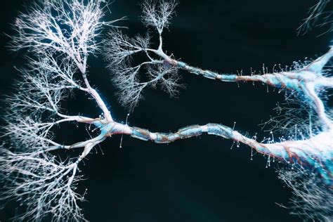 Branch-Like Projections Called Dendrites May Help Neurons Perform ...