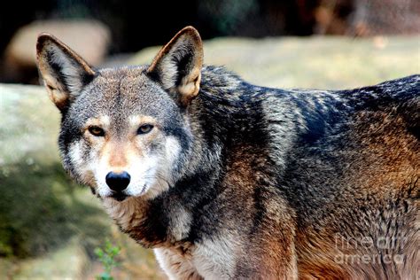 Endangered Red Wolf Photograph by Kathy White