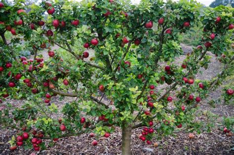 Espalier trees plants espaliering | The Old Farmer's Almanac