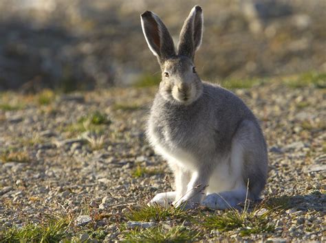arctic tundra hare | arctic hare lepus arcticus arctic hares look like ...