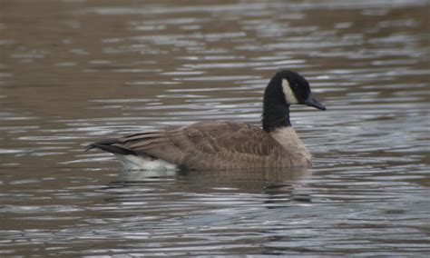 Lesser Canada Goose? by Drew Weber | Nemesis Bird