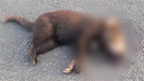 More than 100 Tasmanian devils killed on a 25km stretch of road in ...