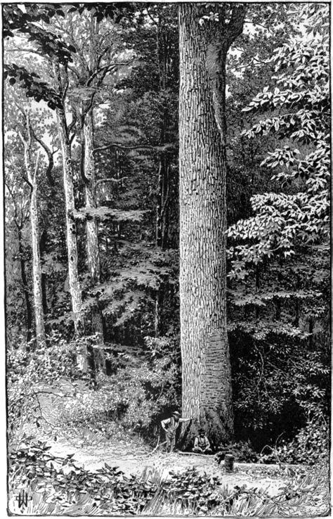 File:Scribner's Magazine Volume 1 - A Tulip Tree, Bell County, Ky.png - Wikisource, the free ...