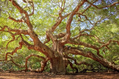 Ancient Photograph - Angel Oak Tree by Drew Castelhano | Oak tree ...