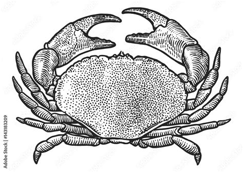 Crab illustration, drawing, engraving, ink, line art, vector Stock Vector | Adobe Stock