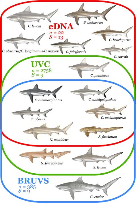 Detection of shark species with different sampling methods. Venn... | Download Scientific Diagram