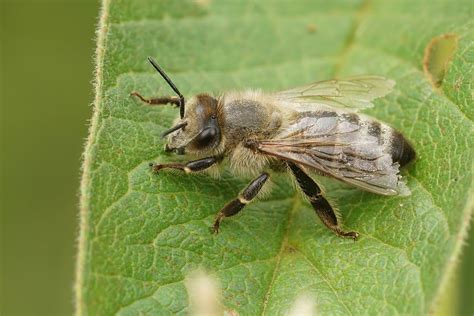 The Differences Between Bumblebees and Honeybees | Pollinators