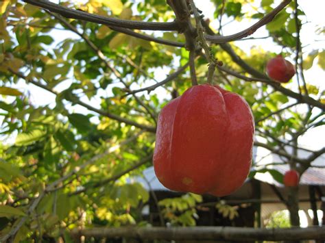 Ackee | Ackee is the national fruit of Jamaica, and is one c… | Flickr