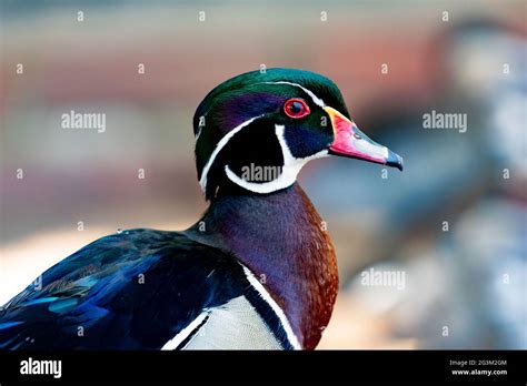 Black exotic duck with red eyes and lines on the head Stock Photo - Alamy