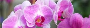 Orchid Diseases Overview | Orchid Plant Care