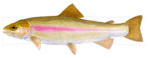 Rainbow Trout 24 Diy Canvas Art Painting, Light Painting, Cigar Box Guitar Plans, Trout Painting ...