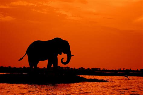 Silhouette of Elephant during Sunset · Free Stock Photo