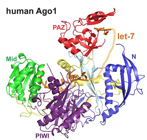 Human Argonaute proteins: to slice or not to slice? - Cold Spring Harbor Laboratory