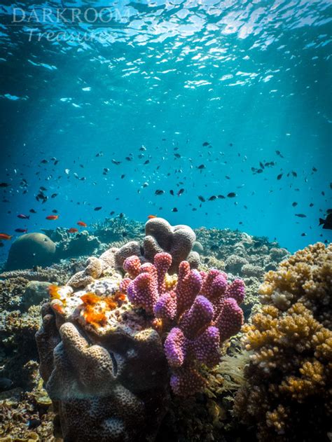 Coral Reef Fish Great Barrier Reef Underwater Photography - Etsy Canada | Underwater photography ...