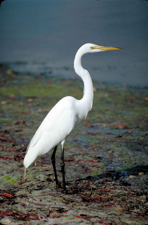 Free picture: great egret, bird, standing, shallow water, ardea alba