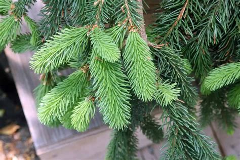 Weeping Norway Spruce Care | Plantly